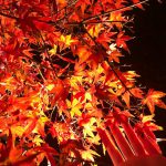 line_1249851304418532